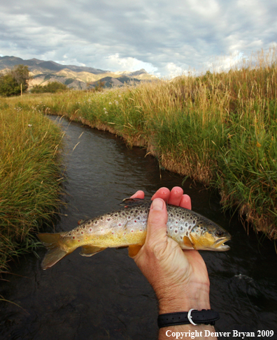 Flyfisherman with brown trout