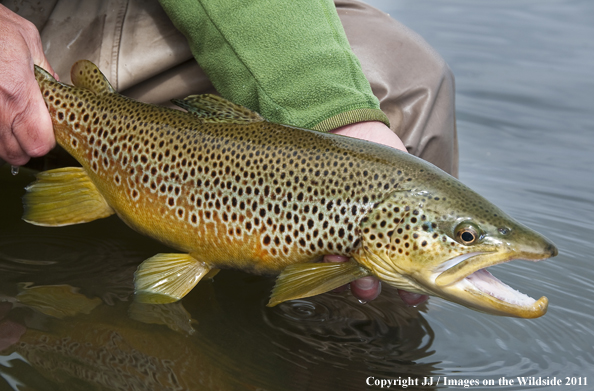 Brown trout. 