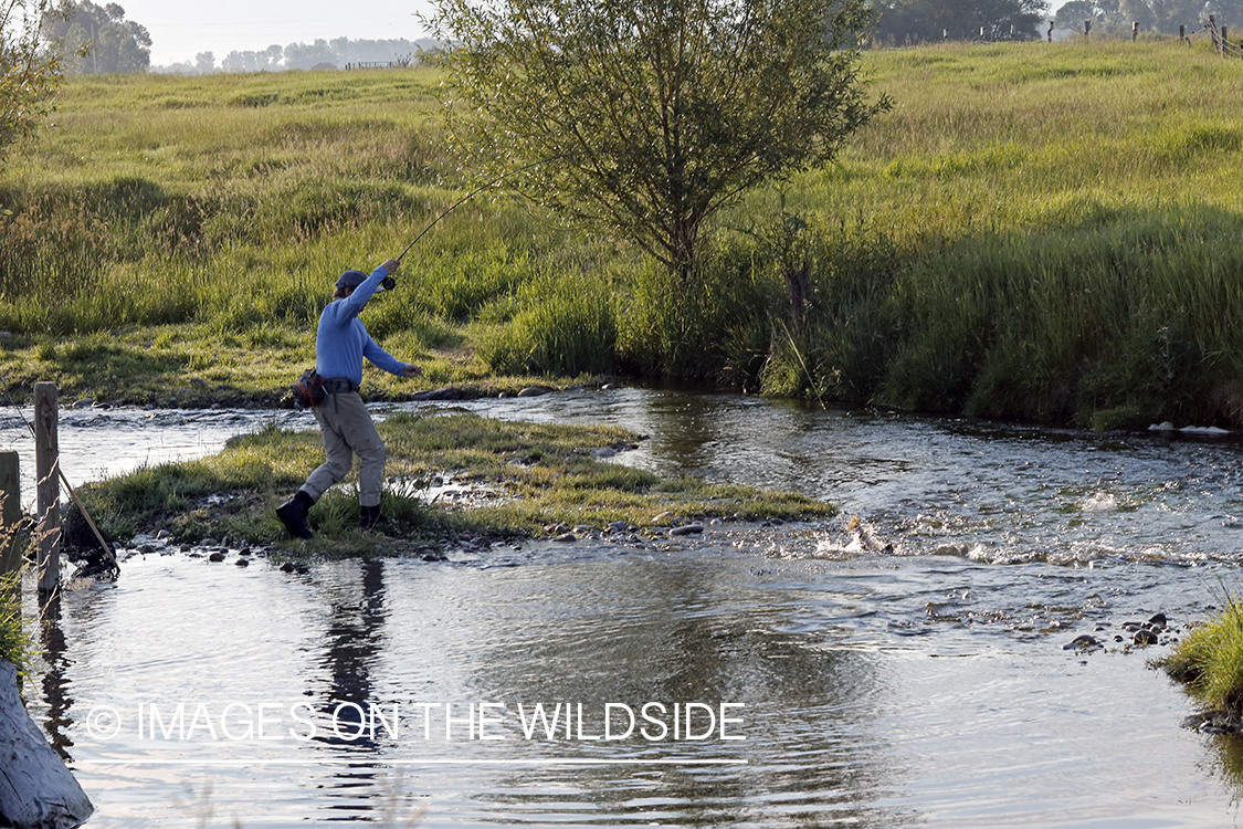 Fisherman fighting jumping brown trout.