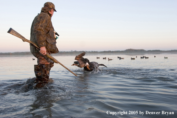 Labrador Retriever retrieving duck to hunter.