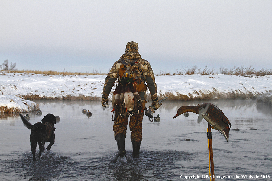 Waterfowl hunter and dog with decoys.