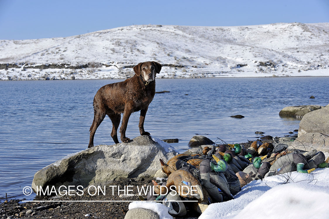 Chocolate labrador retriever with duck decoys.