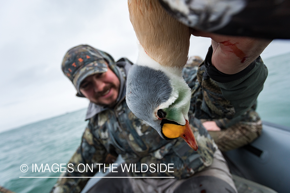 King Eider and Long-tailed duck hunting in Alaska, hunter with downed King Eider.