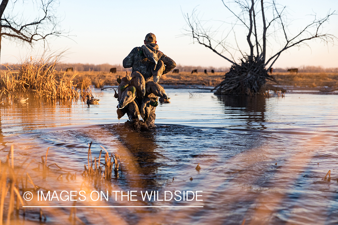 Waterfowl hunting