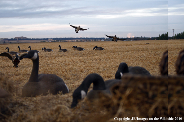 Hunting Canada Geese