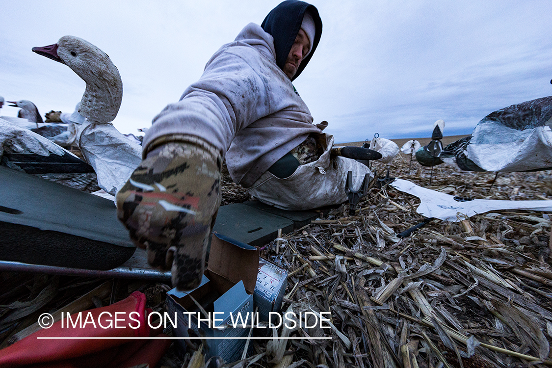 Hunter grabbing ammo in field with decoys. 