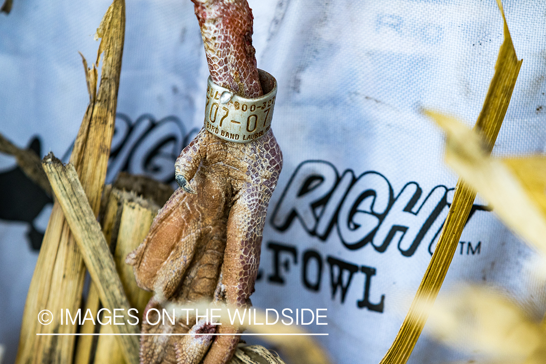 Band on leg of bagged goose. 