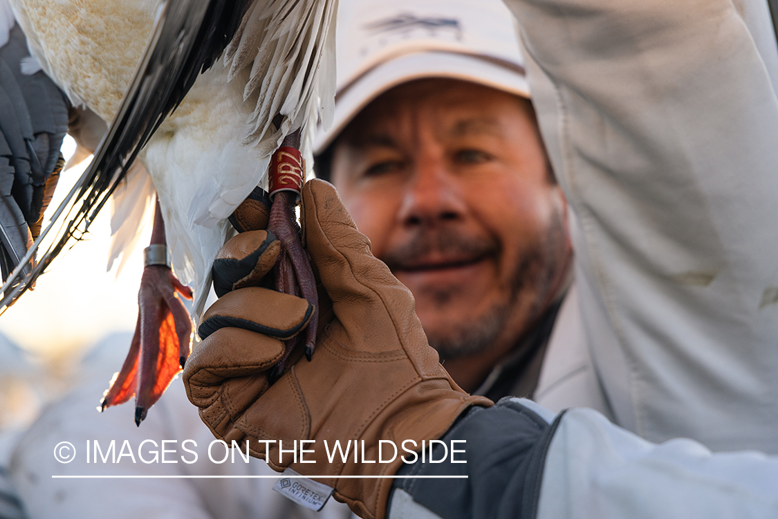 Hunter with bagged snow goose.