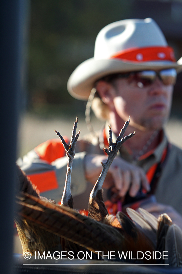 Upland game bird hunter in field with bagged pheasant.