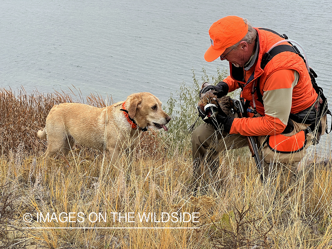 Hunter and Lab with bagged pheasant.