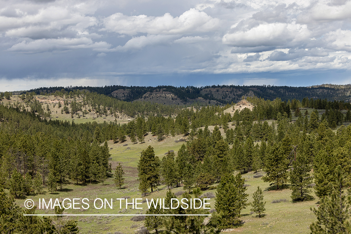 South East Montana landscape.