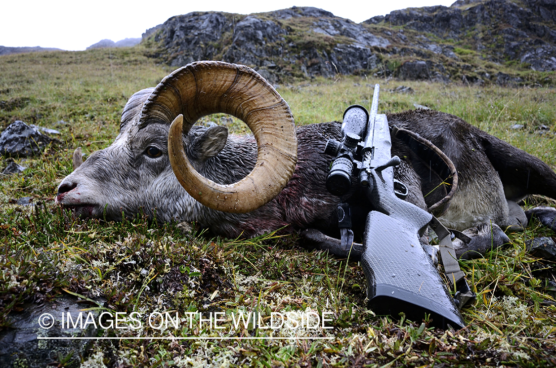 Stone sheep and Mountain goat hunting.