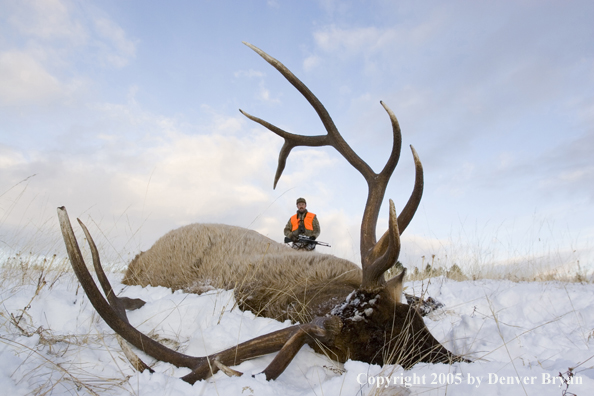 Elk hunter approaching downed elk.