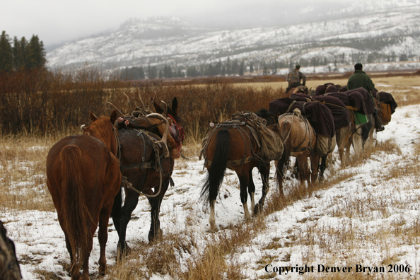 Elk hunters with bagged elk in horse packstring.  