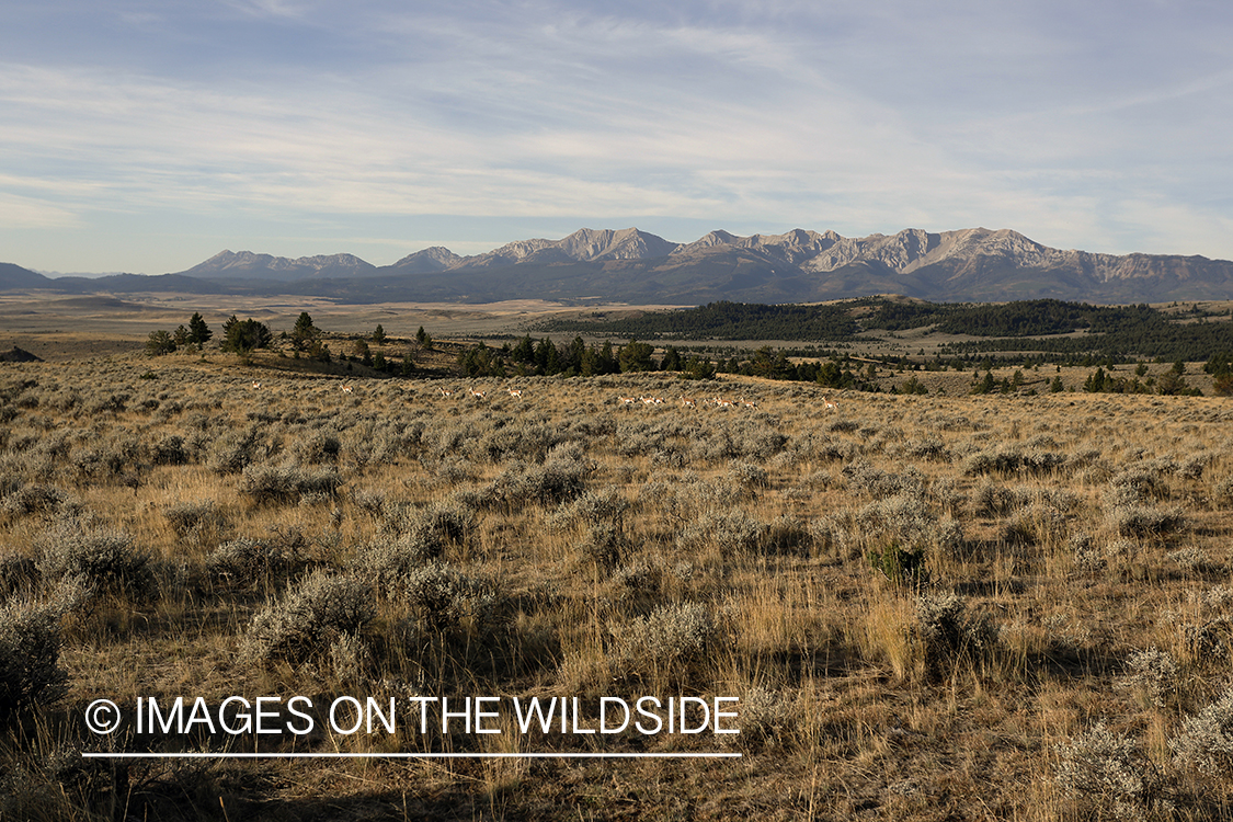 Pronghorn antelope on plains of the Rockies.