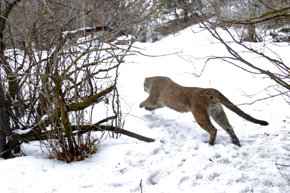 Mountain lion running through snow. 