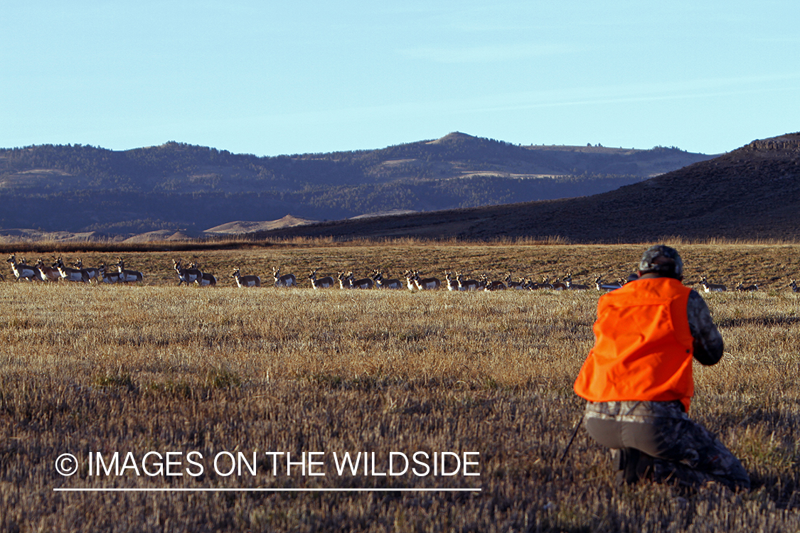 Pronghorn Antelope hunter shooting fleeing antelope in field.