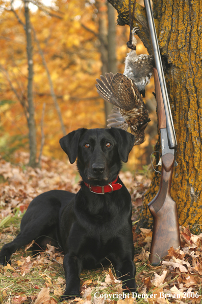 Black Labrador Retriever with bagged grouse and gun in woods