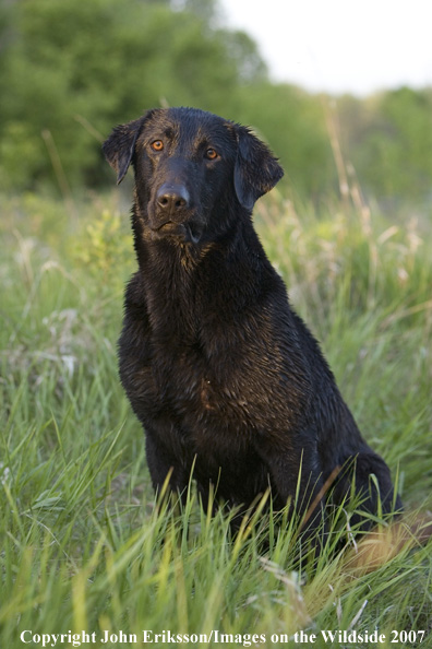 Black Labrador Retriever