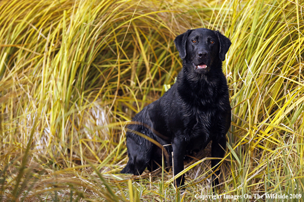 Black Labrador Retriever