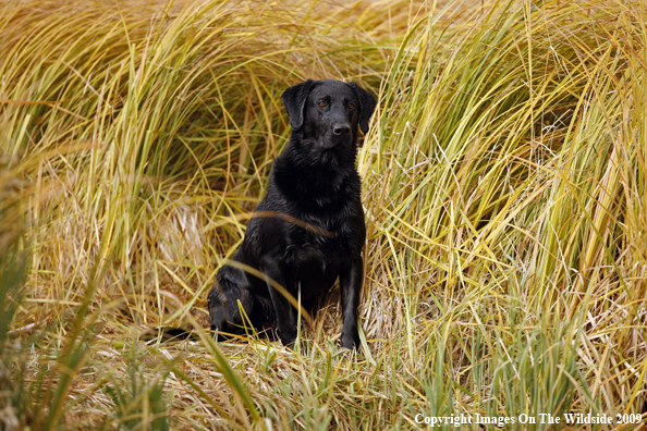 Black Labrador Retriever