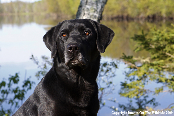 Black Labrador Retriever in field