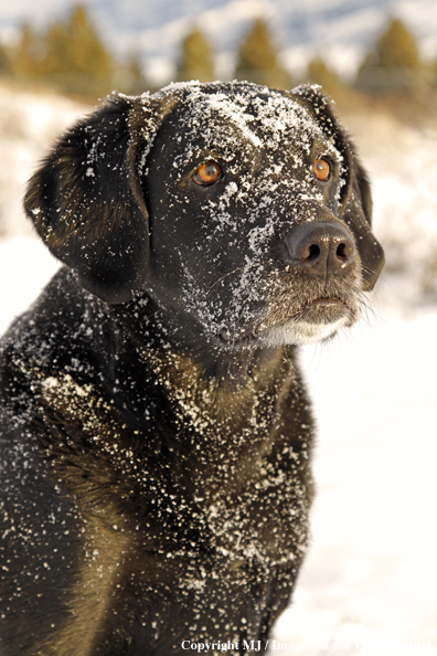 Black Labrador Retriever in winter. 