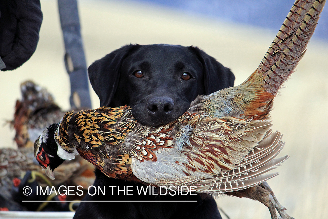 Black Lab retrieving pheasant.