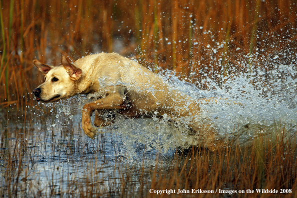 Yellow Labrador Retriever in field