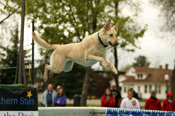 Yellow Labrador Retriever leaping