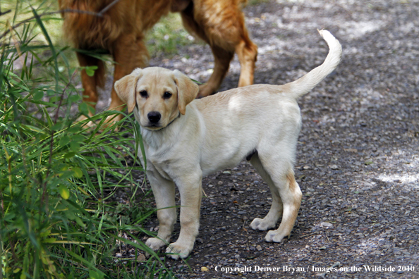 Yellow Labrador Retriever Puppy 