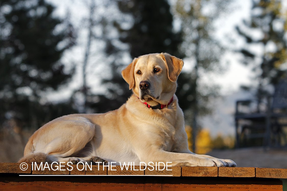 Yellow Labrador Retriever sitting on deck.