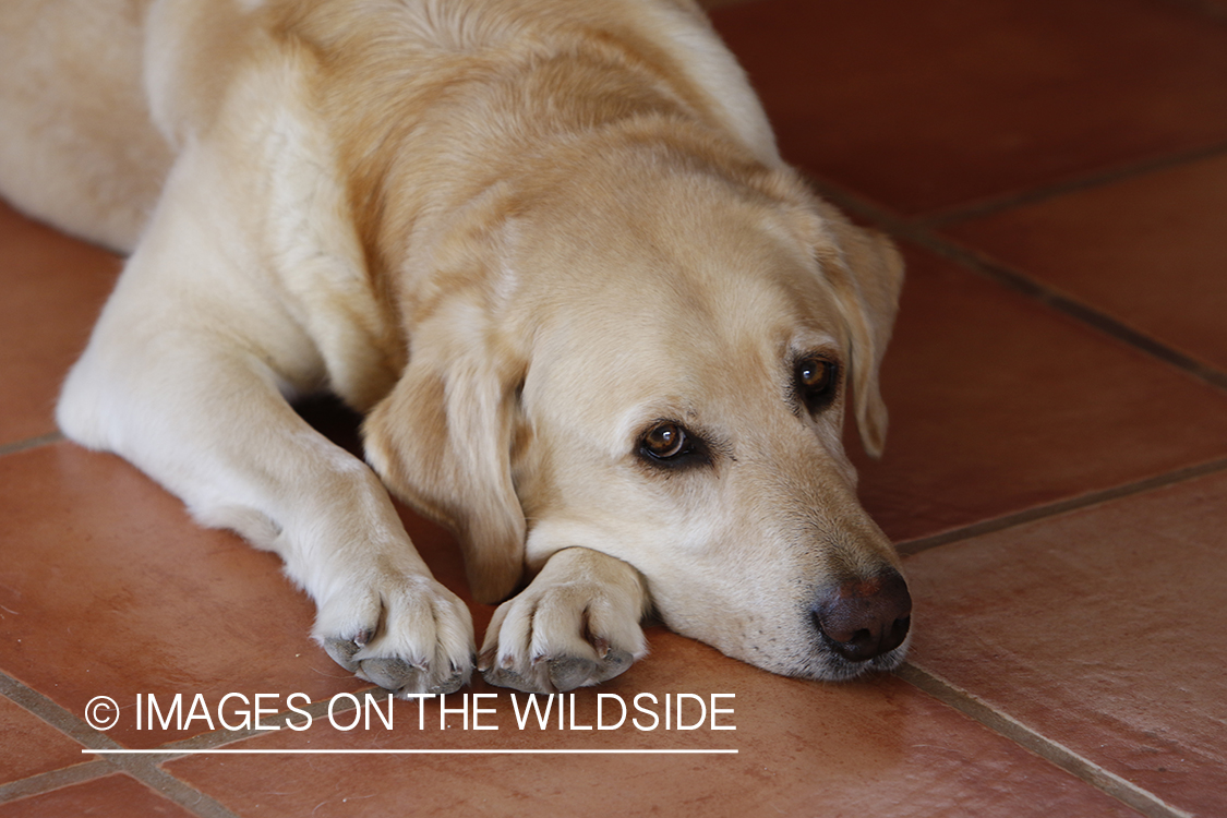 Yellow lab laying on tile.