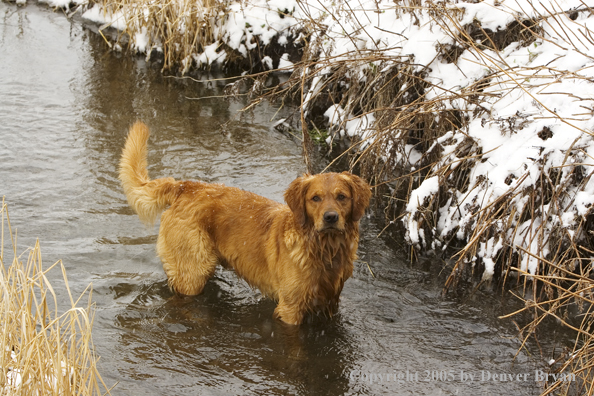 Golden Retriever in stream.