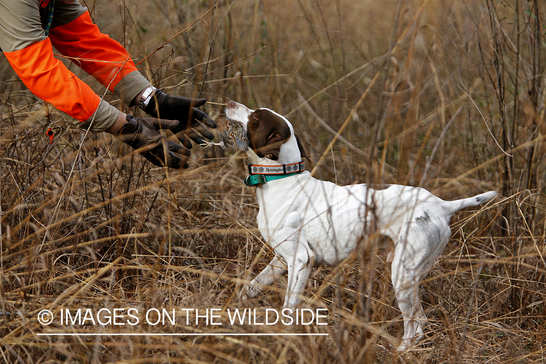 English pointer retrieving bagged bobwhite quail.