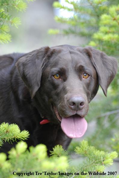 Chocolate Labrador Retriever 