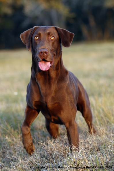 Chocolate Labrador Retriever in field