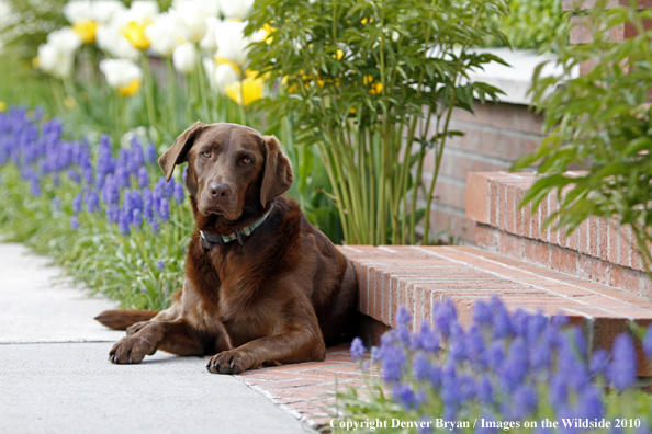 Chocolate Labrador Retriever