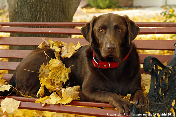 Chocolate Labrador Retriever