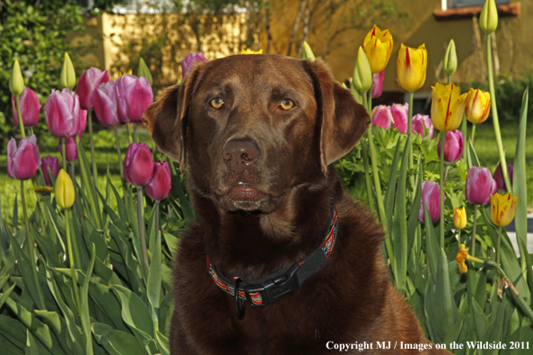 Chocolate Labrador Retriever.