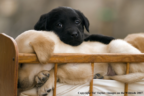 Labrador Puppies