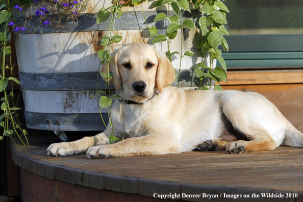 Yellow Labrador Retriever Puppy