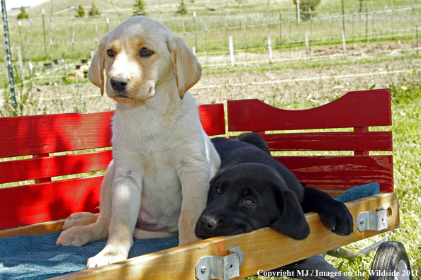 Labrador Retriever Puppies. 