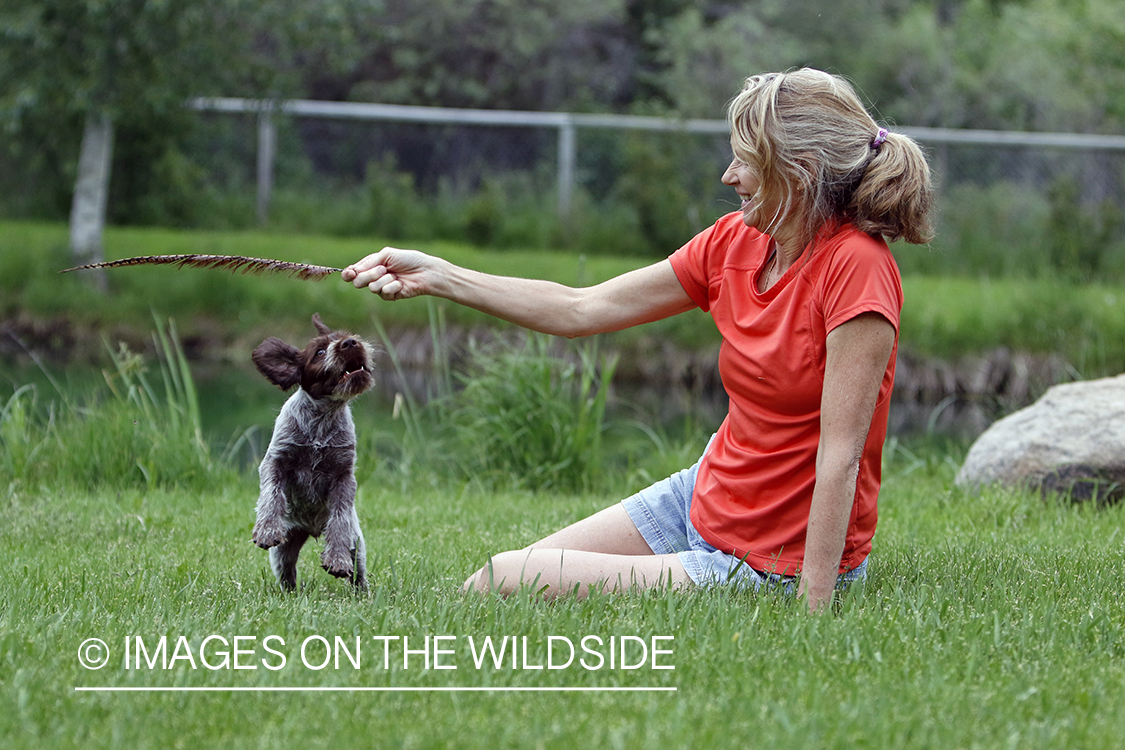 Puppy and owner playing.