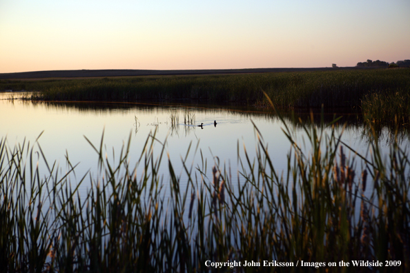 Sunset on wetlands