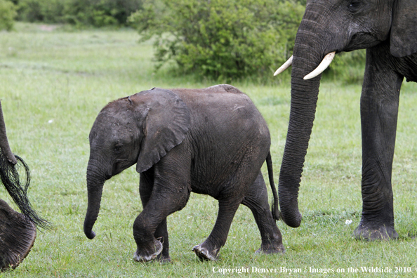 African Elephant (calf with cow)