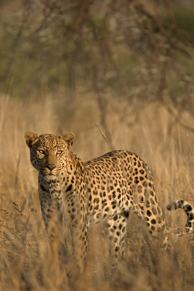 Leopard in habitat. Africa