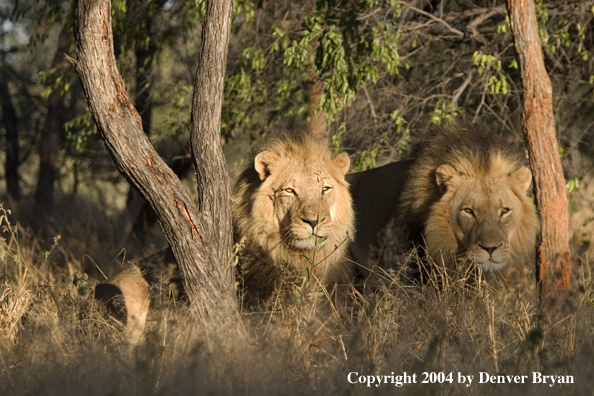 Male African lions in habitat. Africa