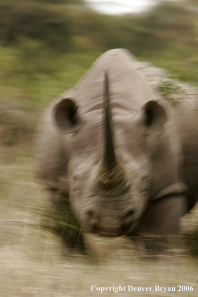 Black rhino in Africa.