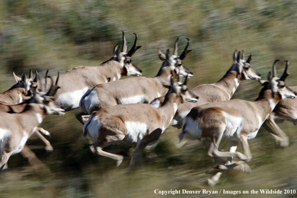 Pronghorned Antelope